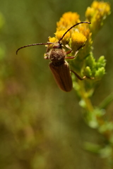 Crossidius testaceus