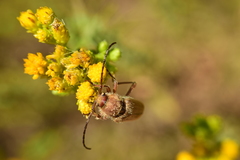Crossidius testaceus