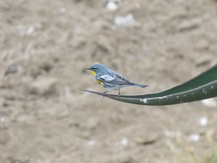 Setophaga coronata auduboni