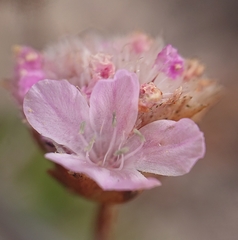 Armeria welwitschii