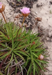 Armeria welwitschii