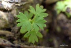 Alchemilla parodii