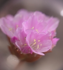 Armeria welwitschii