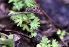 Alchemilla parodii