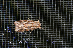 Spodoptera pulchella