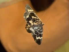 Trichodezia californiata