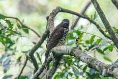 Accipiter minullus