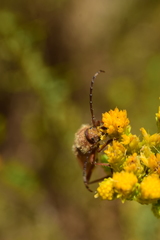 Crossidius testaceus