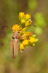 Crossidius testaceus