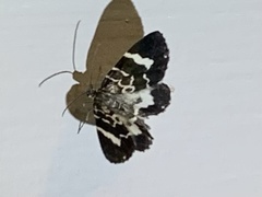 Trichodezia californiata