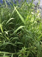 Urochloa mutica