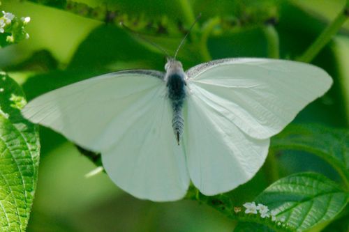 Florida White