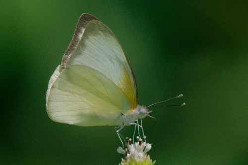 Florida White photo 2