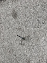 Erythemis simplicicollis