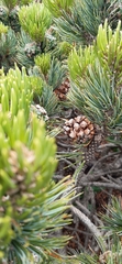 Pinus culminicola