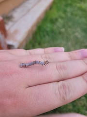 Euchlaena tigrinaria