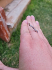 Euchlaena tigrinaria