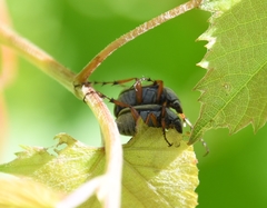 Macrodactylus uniformis