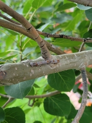 Euchlaena tigrinaria