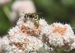 Philanthus crabroniformis