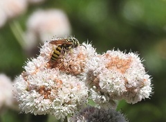 Philanthus crabroniformis