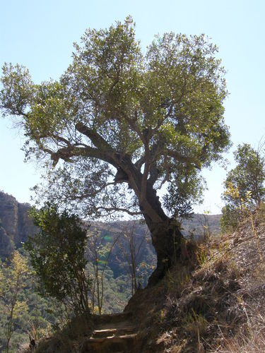 tapia