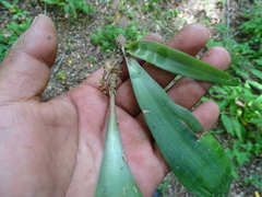 Manfreda littoralis
