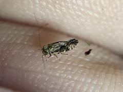 Myopsocus antillanus