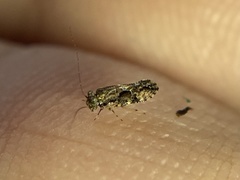 Myopsocus antillanus