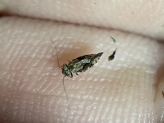 Myopsocus antillanus