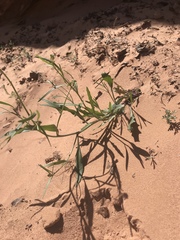 Streptanthus longirostris