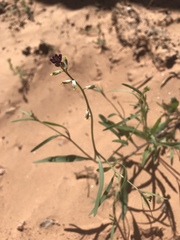 Streptanthus longirostris