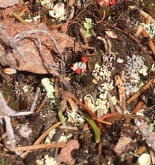 Cladonia pleurota