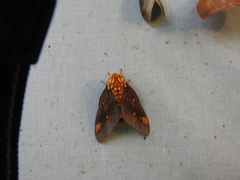 Citheronia