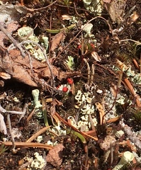 Cladonia pleurota