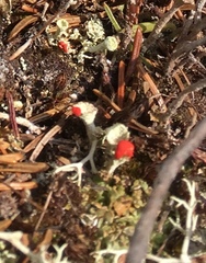 Cladonia pleurota