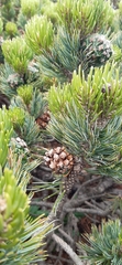 Pinus culminicola