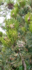 Pinus culminicola
