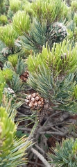 Pinus culminicola