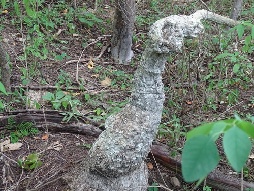 Ibervillea hypoleuca (Ibervillea hypoleuca)