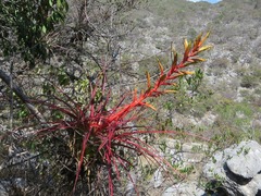 Tillandsia calothyrsus