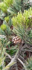 Pinus culminicola