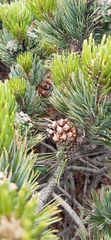 Pinus culminicola