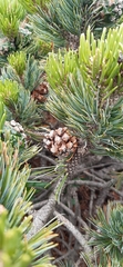 Pinus culminicola