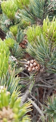 Pinus culminicola