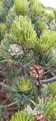 Pinus culminicola