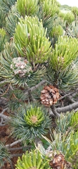 Pinus culminicola