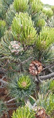 Pinus culminicola