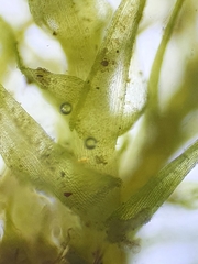 Trichodon cylindricus