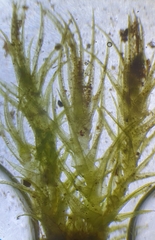 Trichodon cylindricus